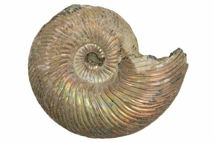 Iridescent, Pyritized Ammonite (Quenstedticeras) Fossil - Russia #337304